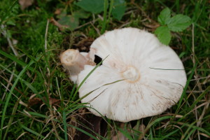 onderkant paddenstoel