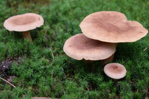 paddenstoel2