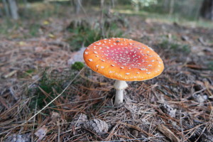 paddenstoel3