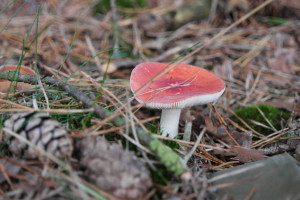paddenstoel rood