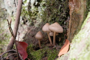kleine paddenstoelen